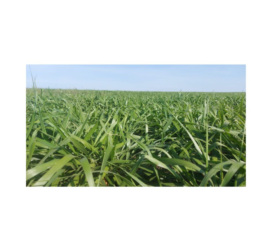 Germisemillas U. brizantha marandu max x 1kl - Imagen 2