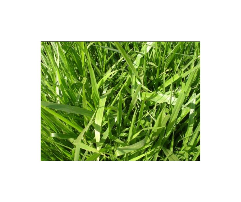 Germisemillas U. decumbens max x 1 kg - Imagen 2